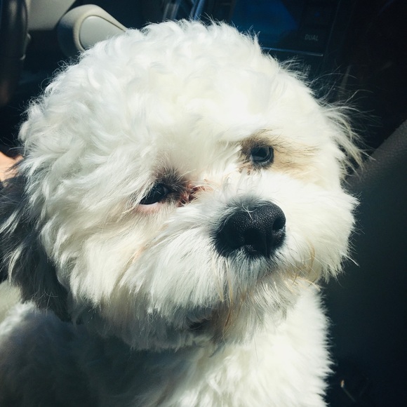 Meet your Posher, Oi - Picture 1 of 1